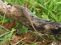 Trachylepis sechellensis