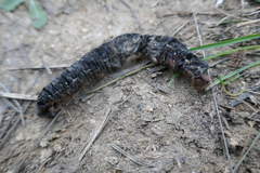 Lasiocampoidea