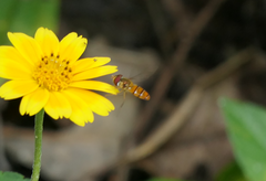 Episyrphus viridaureus