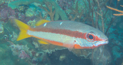 Lutjanus biguttatus