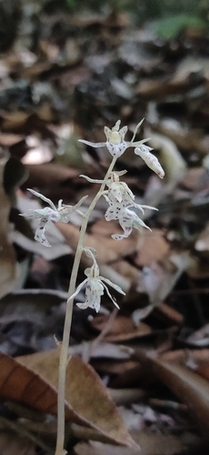 Image of Epipogium roseum by (c) Jyotsna Nag, some rights reserved (CC BY)