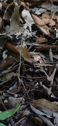 Image of Epipogium roseum by (c) Jyotsna Nag, some rights reserved (CC BY)