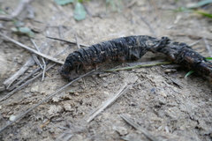 Lasiocampoidea