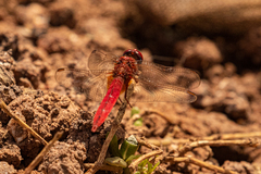 Crocothemis erythraea