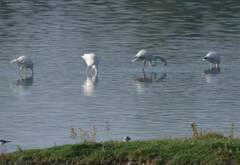Phoenicopterus roseus