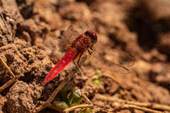 Crocothemis erythraea