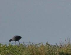 Fulica atra