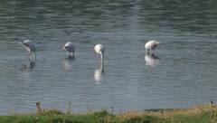 Phoenicopterus roseus