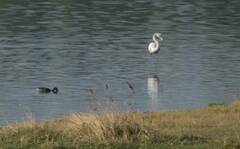 Phoenicopterus roseus