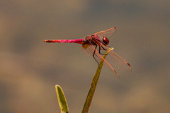 Trithemis annulata