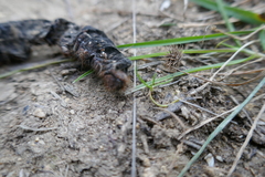 Lasiocampoidea