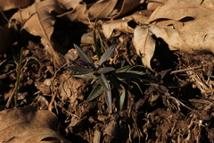 Polygala serpyllifolia