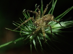 Ornodolomedes