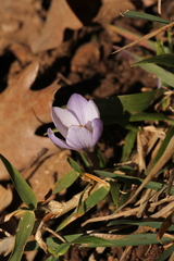Crocus carpetanus
