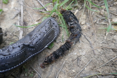 Lasiocampoidea