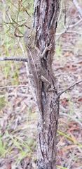 Diporiphora