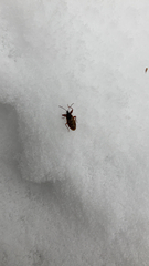 Gastrodes abietum