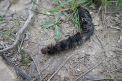 Lasiocampoidea