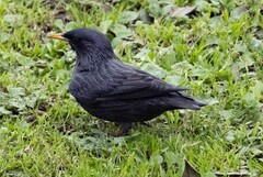 Sturnus unicolor