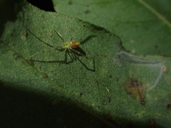 Thwaitesia nigronodosa
