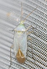 Phylinae