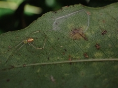 Thwaitesia nigronodosa