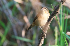 Acrocephalus bistrigiceps