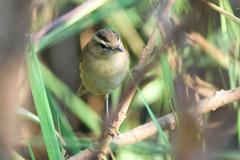 Acrocephalus bistrigiceps