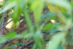 Helopsaltes certhiola