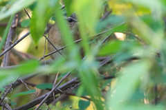 Helopsaltes certhiola