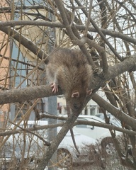 Rattus norvegicus