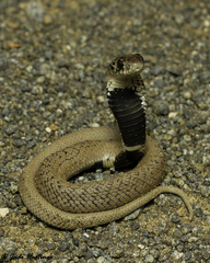 Hemachatus haemachatus