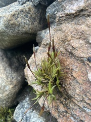 Tillandsia capillaris