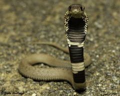 Hemachatus haemachatus