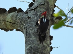 Campephilus melanoleucos
