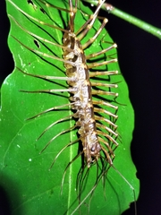 Scutigeridae