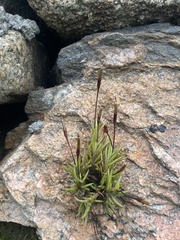 Tillandsia capillaris
