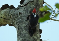 Campephilus melanoleucos