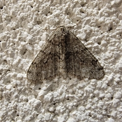 Phigalia denticulata