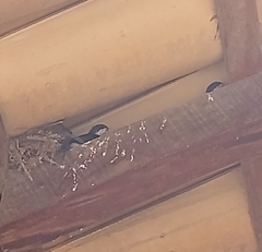 Pygochelidon cyanoleuca