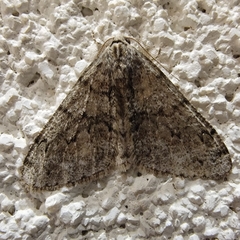 Phigalia denticulata