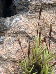 Tillandsia capillaris