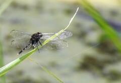 Erythemis