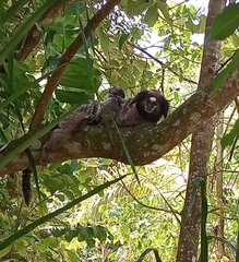 Callithrix penicillata