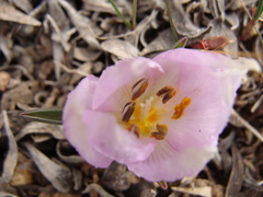 Colchicum triphyllum image