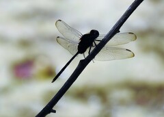 Erythemis