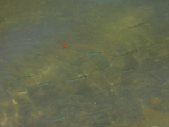 Atherinomorus vaigiensis