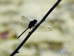 Erythemis