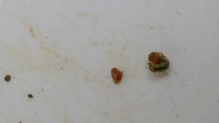 Hydrobiosidae