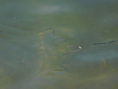 Atherinomorus vaigiensis